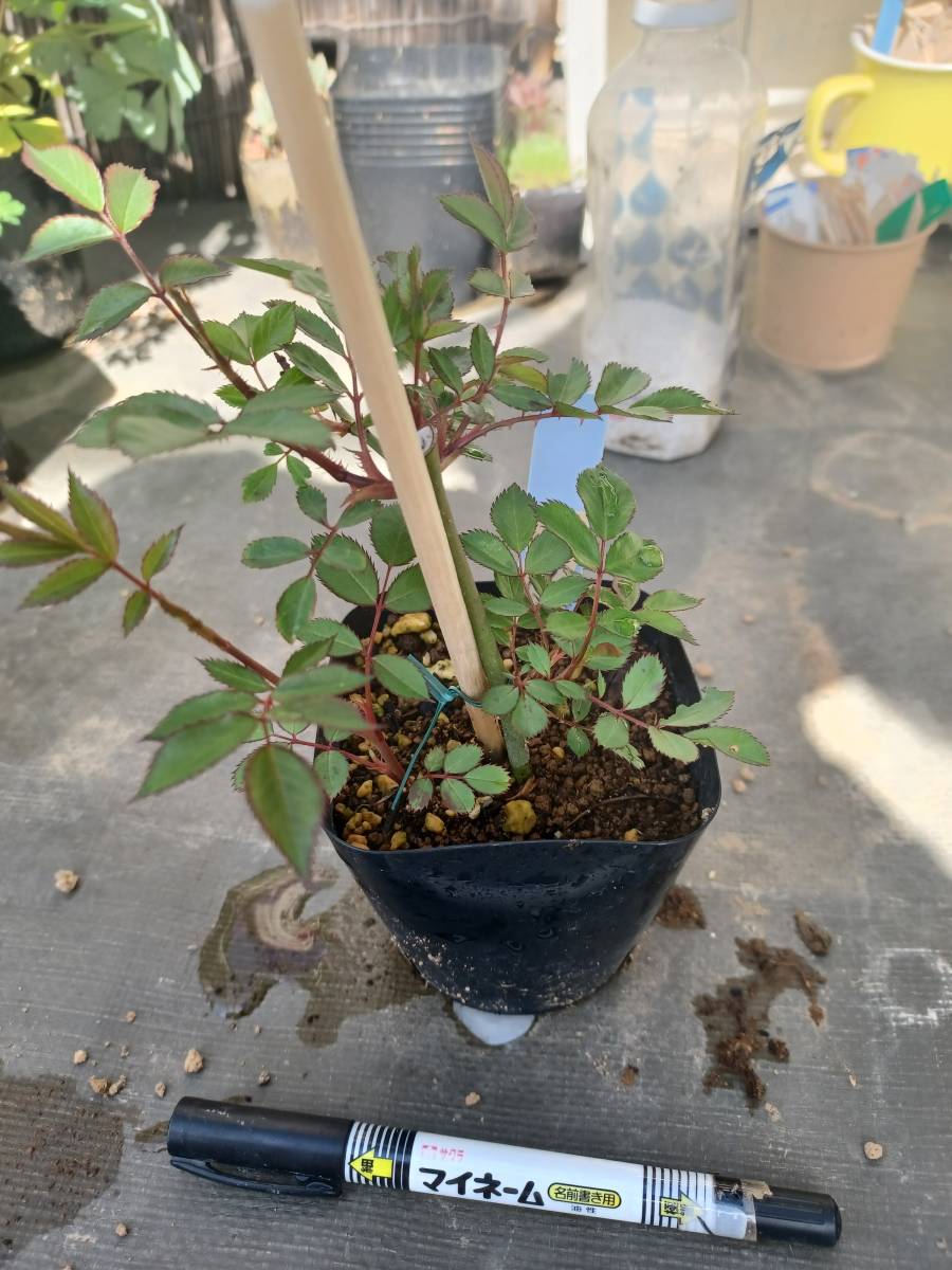 四季咲きバラ ラベンダードリーム 送料290 バラ 売買されたオークション情報 Yahooの商品情報をアーカイブ公開 オークファン Aucfan Com