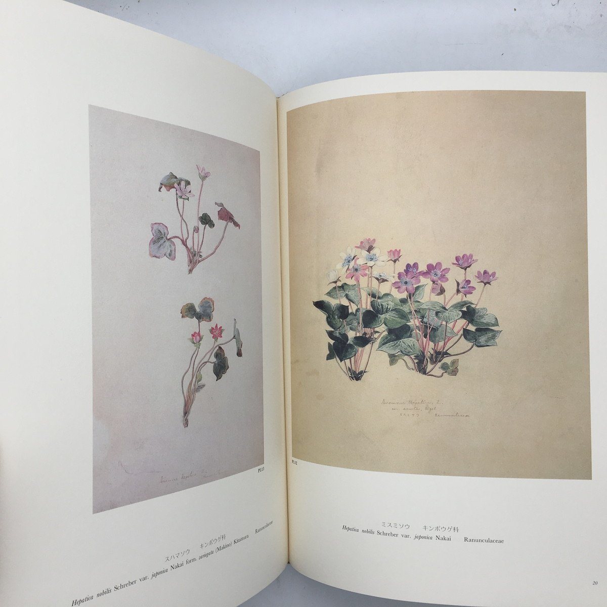 牧野富太郎 植物記 【画集】日本山草図譜 五百城文哉 画 八坂書房