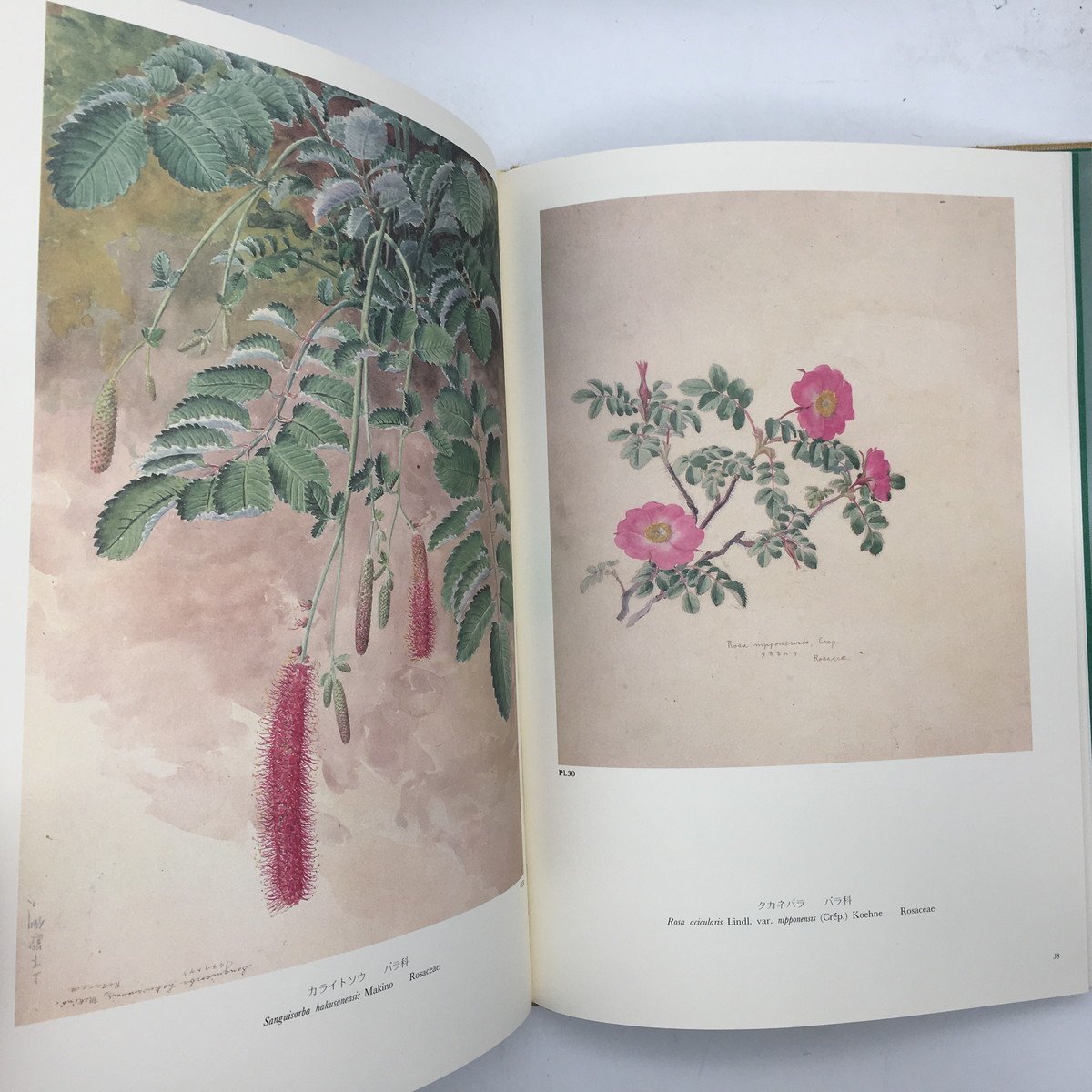 画集】日本山草図譜 五百城文哉 画 八坂書房 1982年 図版99