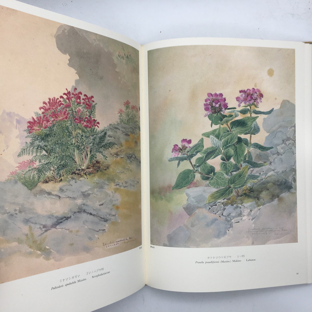画集】日本山草図譜 五百城文哉 画 八坂書房 1982年 図版99点 