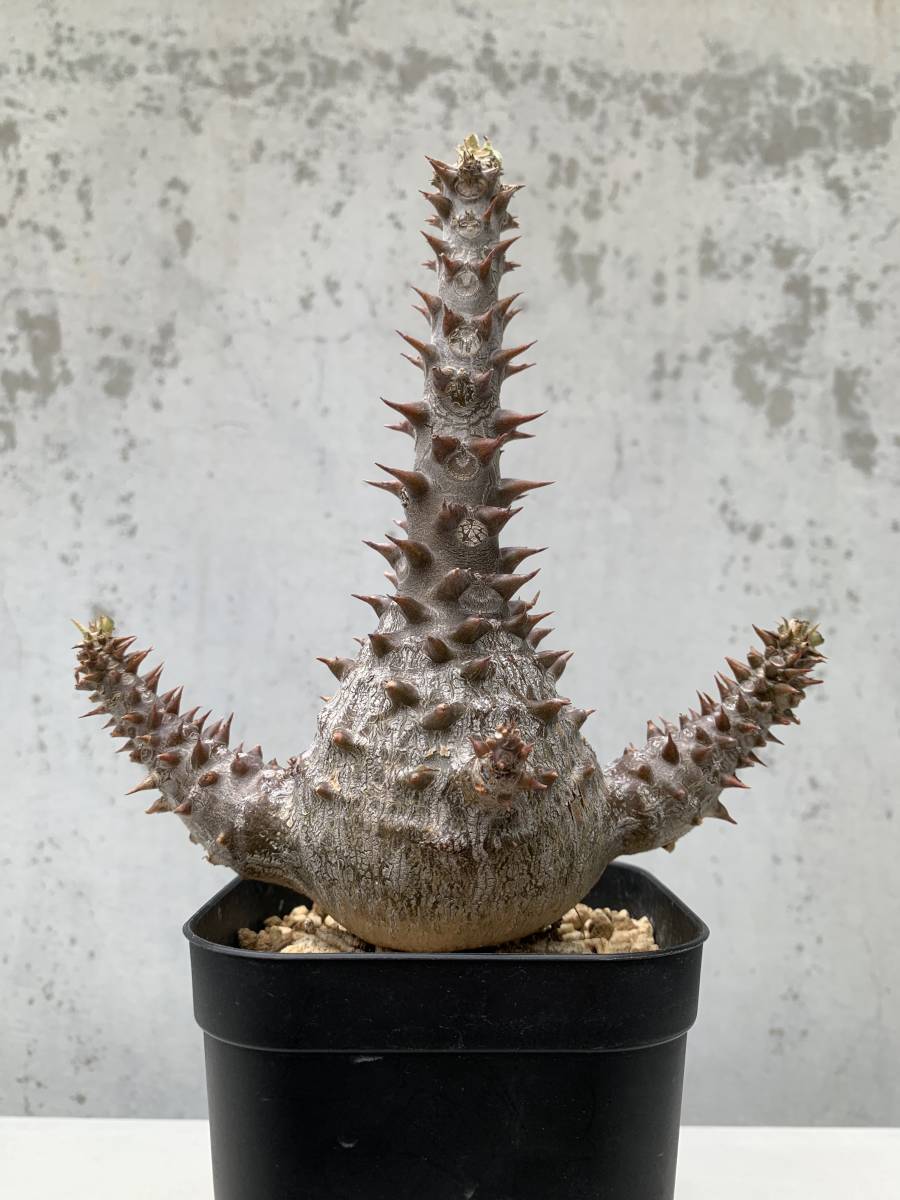 パキポディウム ウィンゾリー 発根済 Pachypodium baronii var