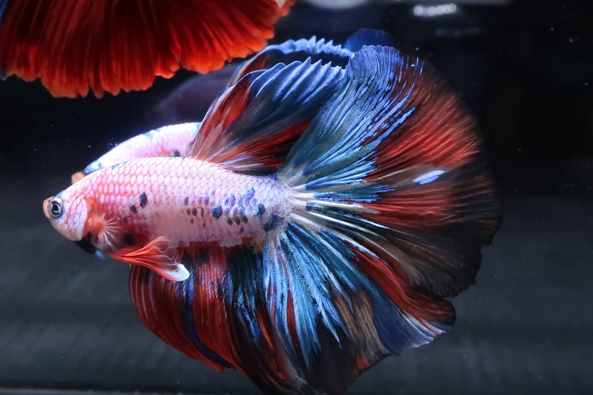 6 Water Flap ベタ オス ジャイアント Hm ギャラクシーキャンディ ベタ 売買されたオークション情報 Yahooの商品情報をアーカイブ公開 オークファン Aucfan Com