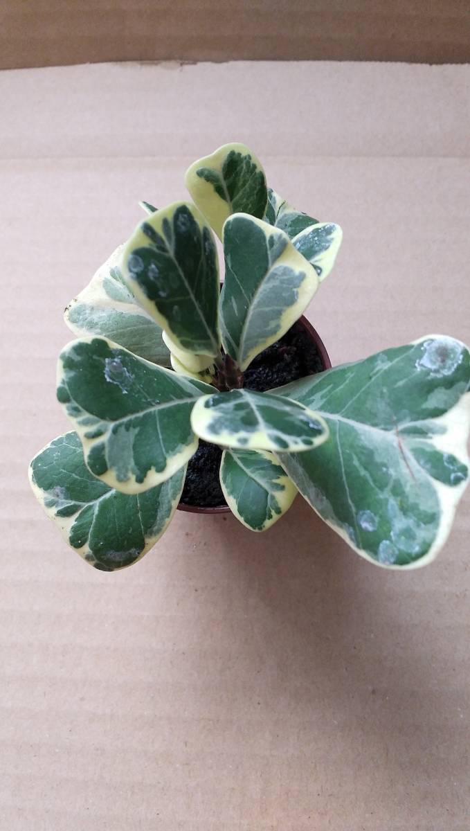 観葉植物 フィカス トリアングラリス バリエガータ 斑入り かわいい 鉢入り その他 売買されたオークション情報 Yahooの商品情報をアーカイブ公開 オークファン Aucfan Com