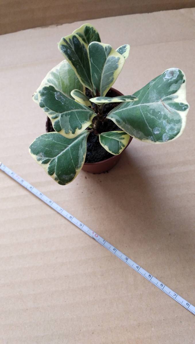 観葉植物 フィカス トリアングラリス バリエガータ 斑入り かわいい 鉢入り その他 売買されたオークション情報 Yahooの商品情報をアーカイブ公開 オークファン Aucfan Com