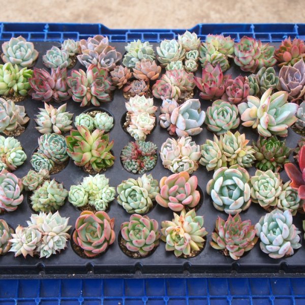定番，本物保証 エケベリア72種セット 499 トレイのまま発送 多肉植物 観葉植物 おてがる配送(サボテン)｜売買されたオークション情報、yahooの商品情報をアーカイブ公開 - オークファン サボテン