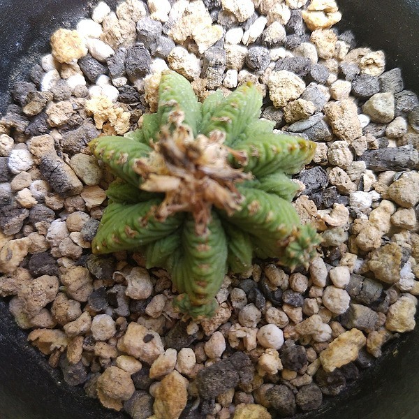 花籠　自根 花籠 カキコ自根 サボテン 多肉植物 【公式通販】