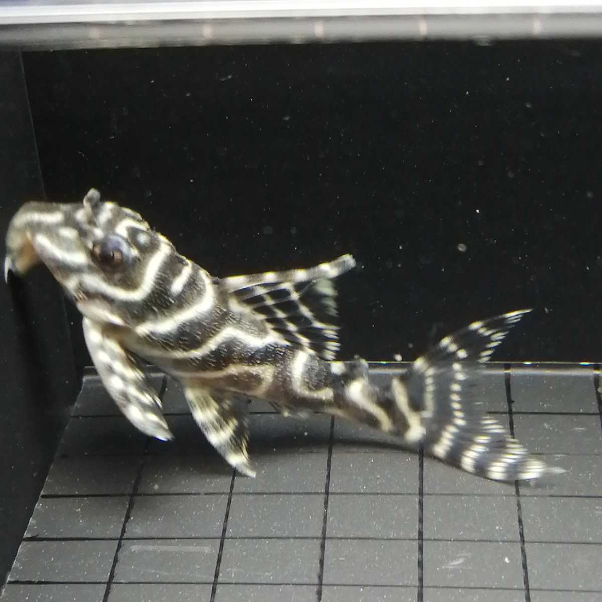 L333☆キングロイヤルペコルティア☆64mm☆キンペコ④