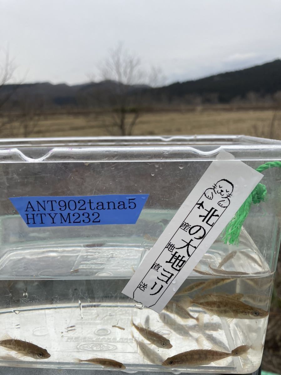 御礼 元気いっぱい O トミヨ イバラトミヨ エゾトミヨ トミヨ類 11匹 北の大地 北海道 産 天然 ワイルド 個体 22 5 川魚 売買されたオークション情報 Yahooの商品情報をアーカイブ公開 オークファン Aucfan Com