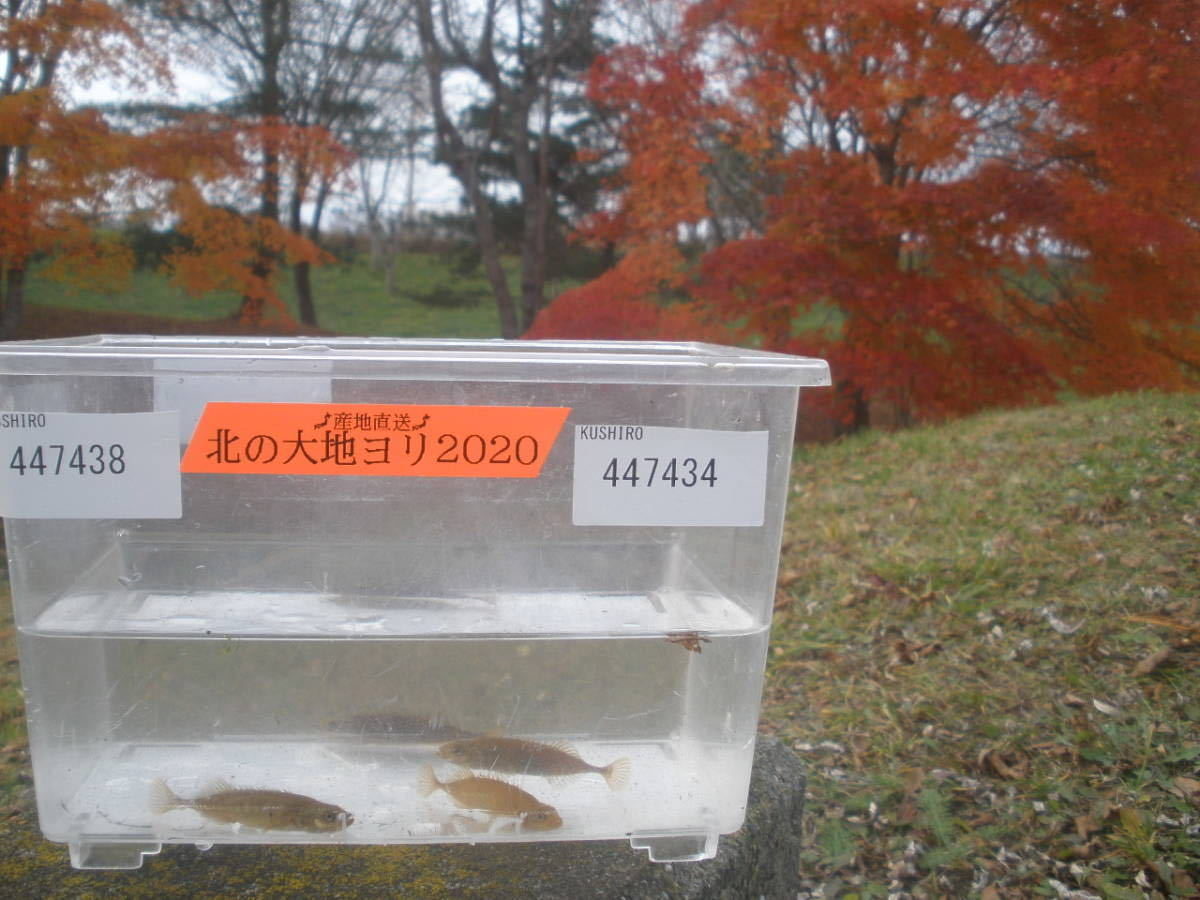 御礼 元気いっぱい O トミヨ イバラトミヨ エゾトミヨ トミヨ類 11匹 北の大地 北海道 産 天然 ワイルド 個体 22 5 川魚 売買されたオークション情報 Yahooの商品情報をアーカイブ公開 オークファン Aucfan Com