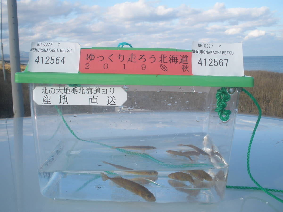 御礼 元気いっぱい O トミヨ イバラトミヨ エゾトミヨ トミヨ類 11匹 北の大地 北海道 産 天然 ワイルド 個体 22 5 川魚 売買されたオークション情報 Yahooの商品情報をアーカイブ公開 オークファン Aucfan Com