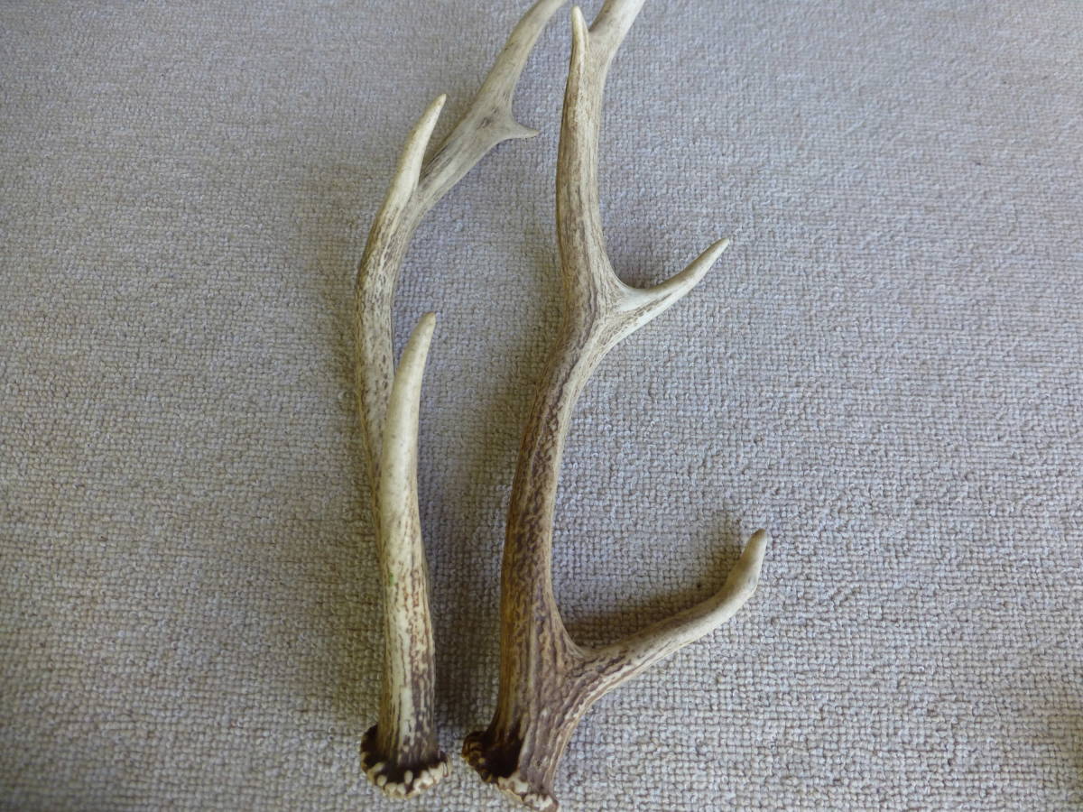 エゾシカの変わり角 - Buck and Craft 蝦夷鹿と工芸 7本 エゾシカ 蝦夷鹿