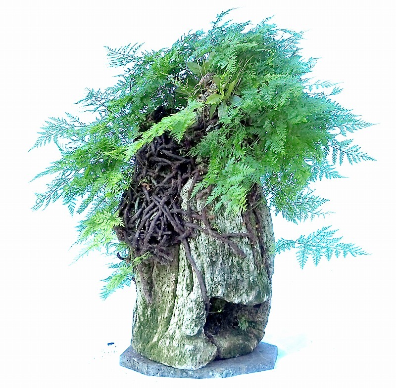 盆栽 シダ類 石抱き トキワシノブ 石化シノブ ネコノテ 軽石 高さ65cm 山野草 盆栽 売買されたオークション情報 Yahooの商品情報をアーカイブ公開 オークファン Aucfan Com