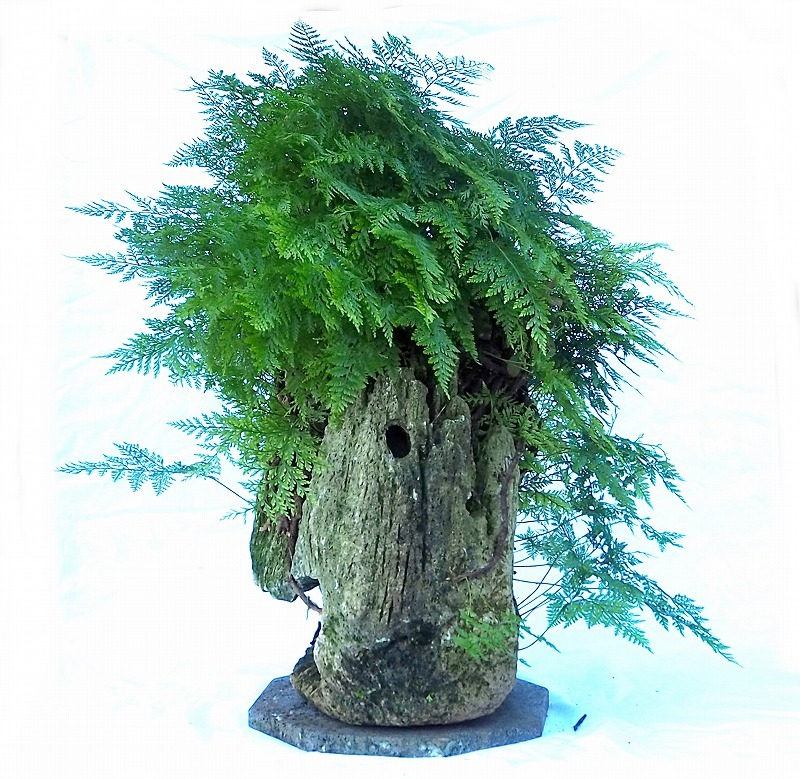 盆栽 シダ類 石抱き トキワシノブ 石化シノブ ネコノテ 軽石 高さ65cm 山野草 盆栽 売買されたオークション情報 Yahooの商品情報をアーカイブ公開 オークファン Aucfan Com