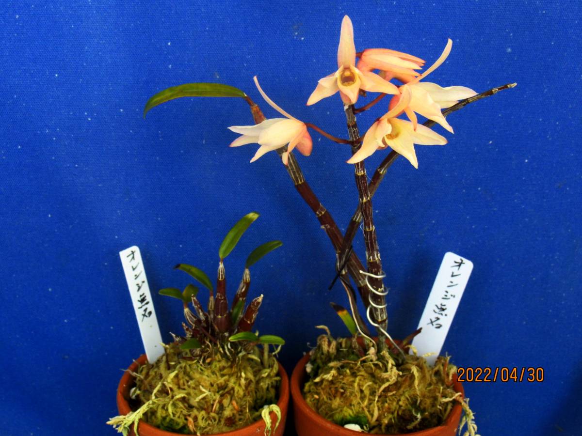 ｒｊ 富貴蘭 長生蘭 セッコク セッコク オレンジ無名 東洋蘭専門店蘭麝 ラン 売買されたオークション情報 Yahooの商品情報をアーカイブ公開 オークファン Aucfan Com