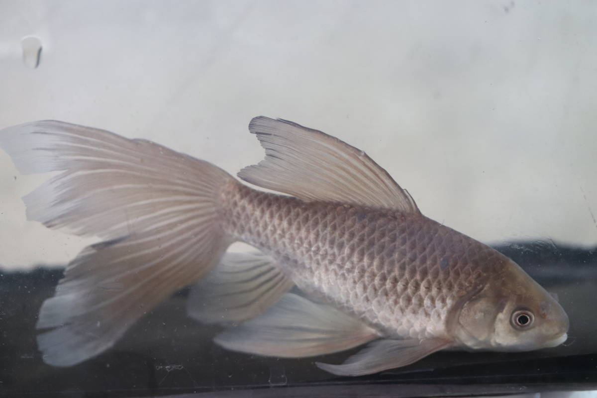 山水飼育 鉄魚の舞 メスシリーズ 羽衣系鉄魚 青サビ柄 その他 売買されたオークション情報 Yahooの商品情報をアーカイブ公開 オークファン Aucfan Com