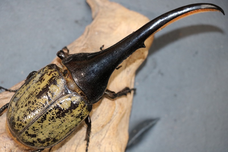 ヤヌスゾウカブト ゾウカブト ヤヌス・ヤヌス 標本 セット くわかぶ