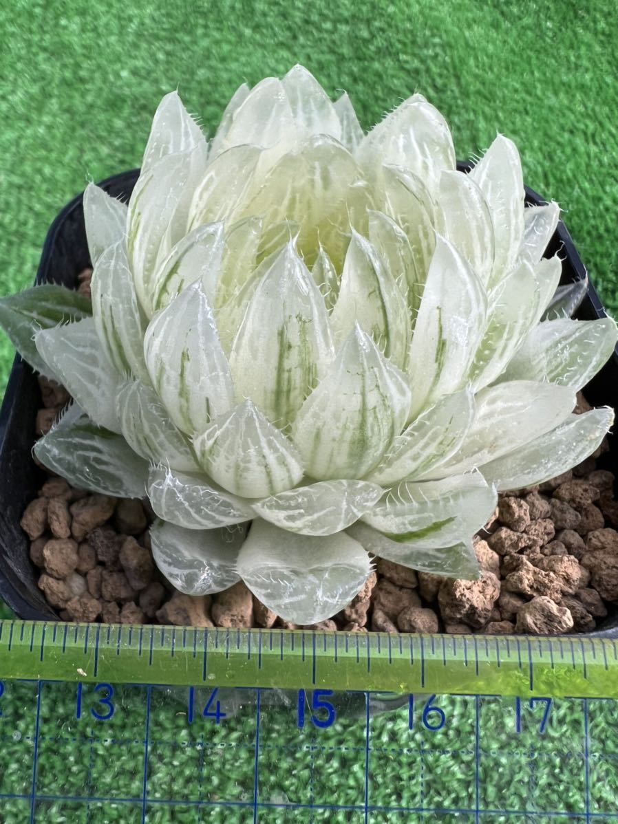 多肉植物 ハオルチア 白水晶錦 透明窓 超美品 糊斑 【公式通販】