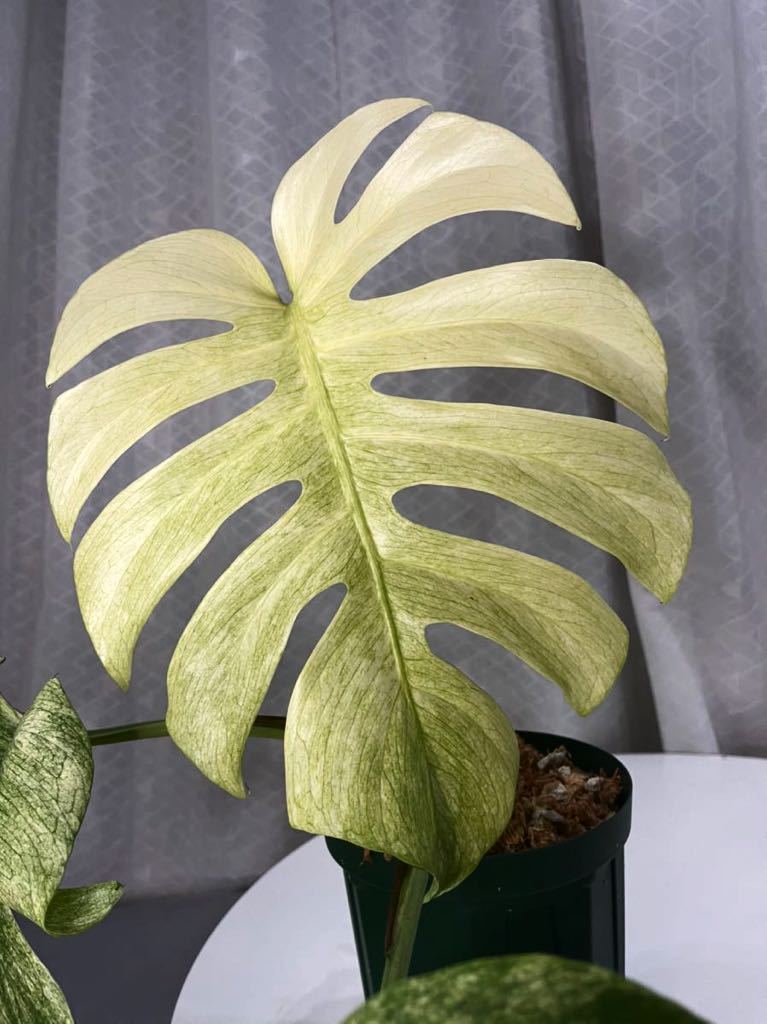 モンステラミント・ フルミント/monstera mint full mint(モンステラ 