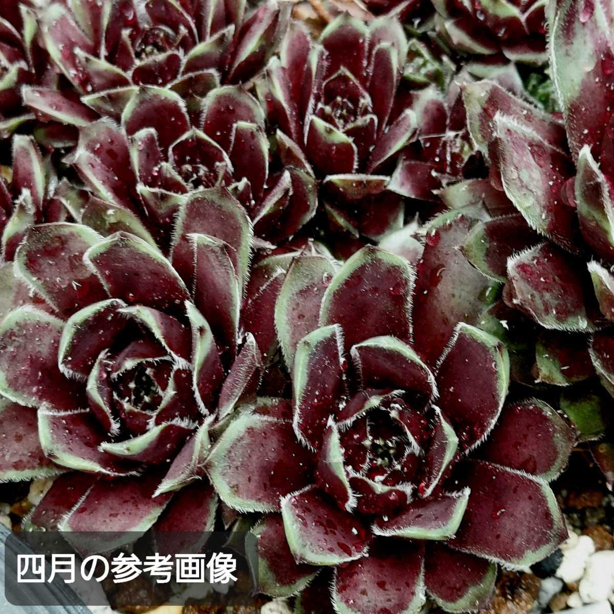 ブラックマウンテン センペルビウム 多肉植物 カット苗の入札履歴 