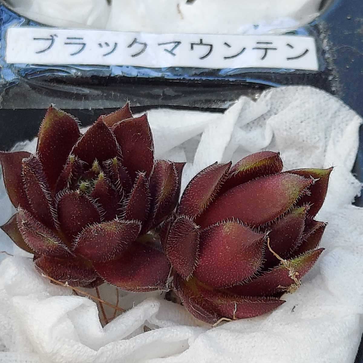 ブラックマウンテン センペルビウム 多肉植物 カット苗の入札履歴 