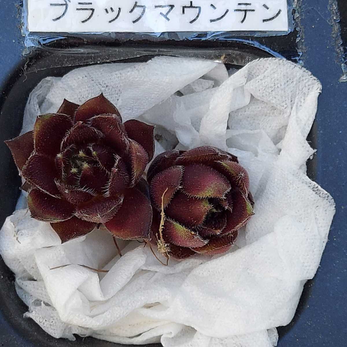 ブラックマウンテン センペルビウム 多肉植物 カット苗の入札履歴 