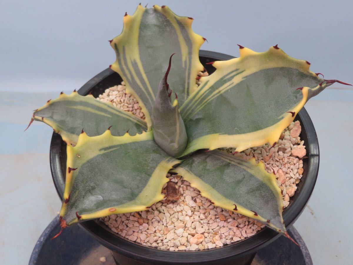 48 アガベ フェロックス錦 Agave サボテン 多肉植物 【公式通販】