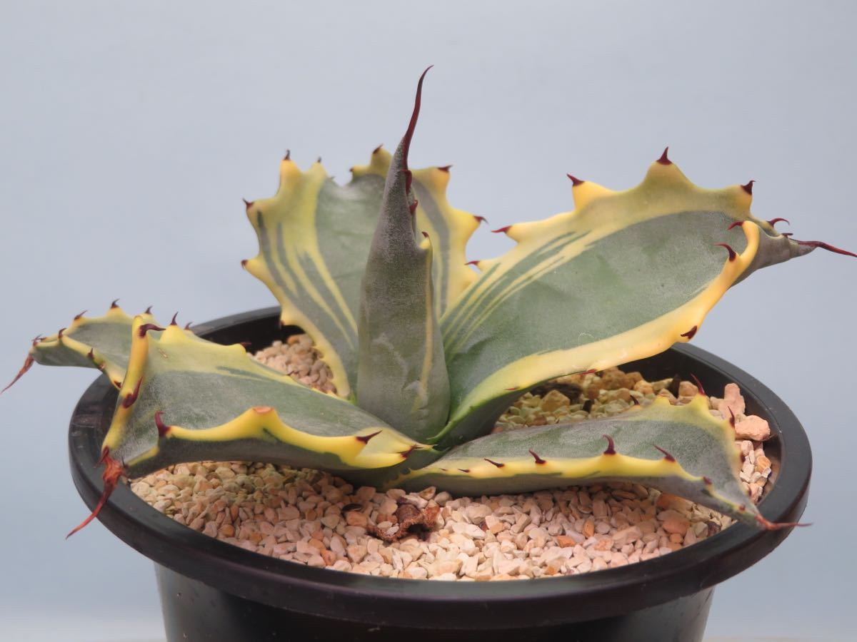 48 アガベ フェロックス錦 Agave サボテン 多肉植物 【公式通販】