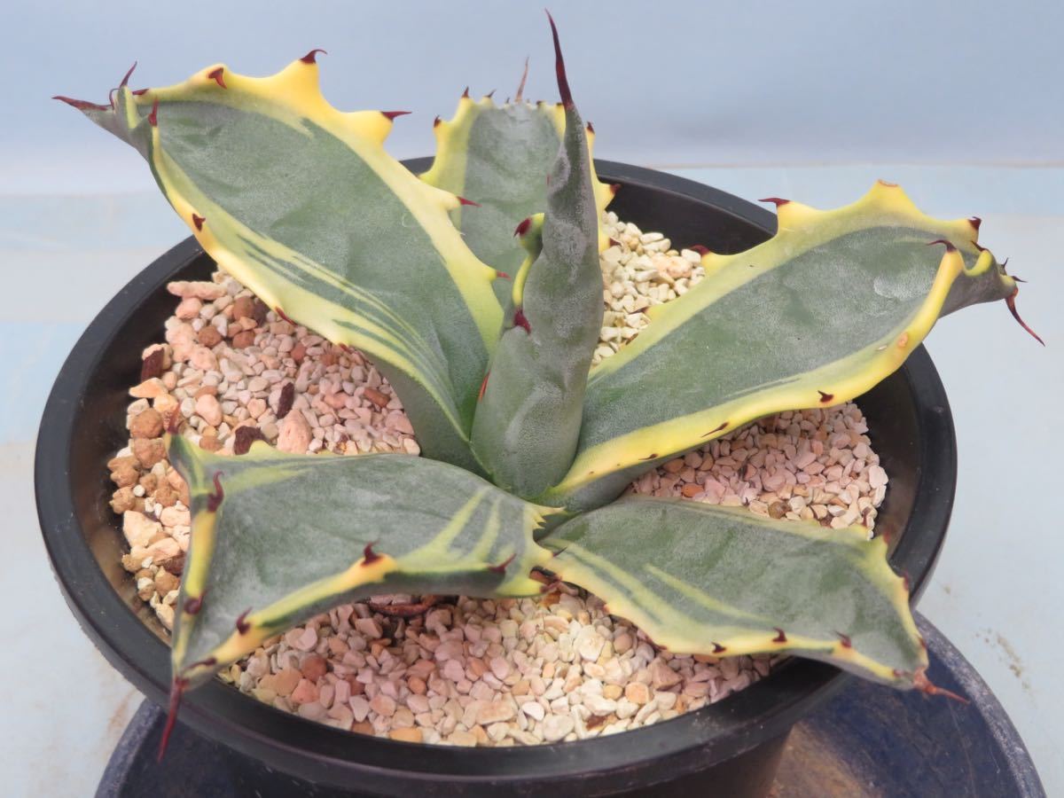 48 アガベ フェロックス錦 Agave サボテン 多肉植物 【公式通販】