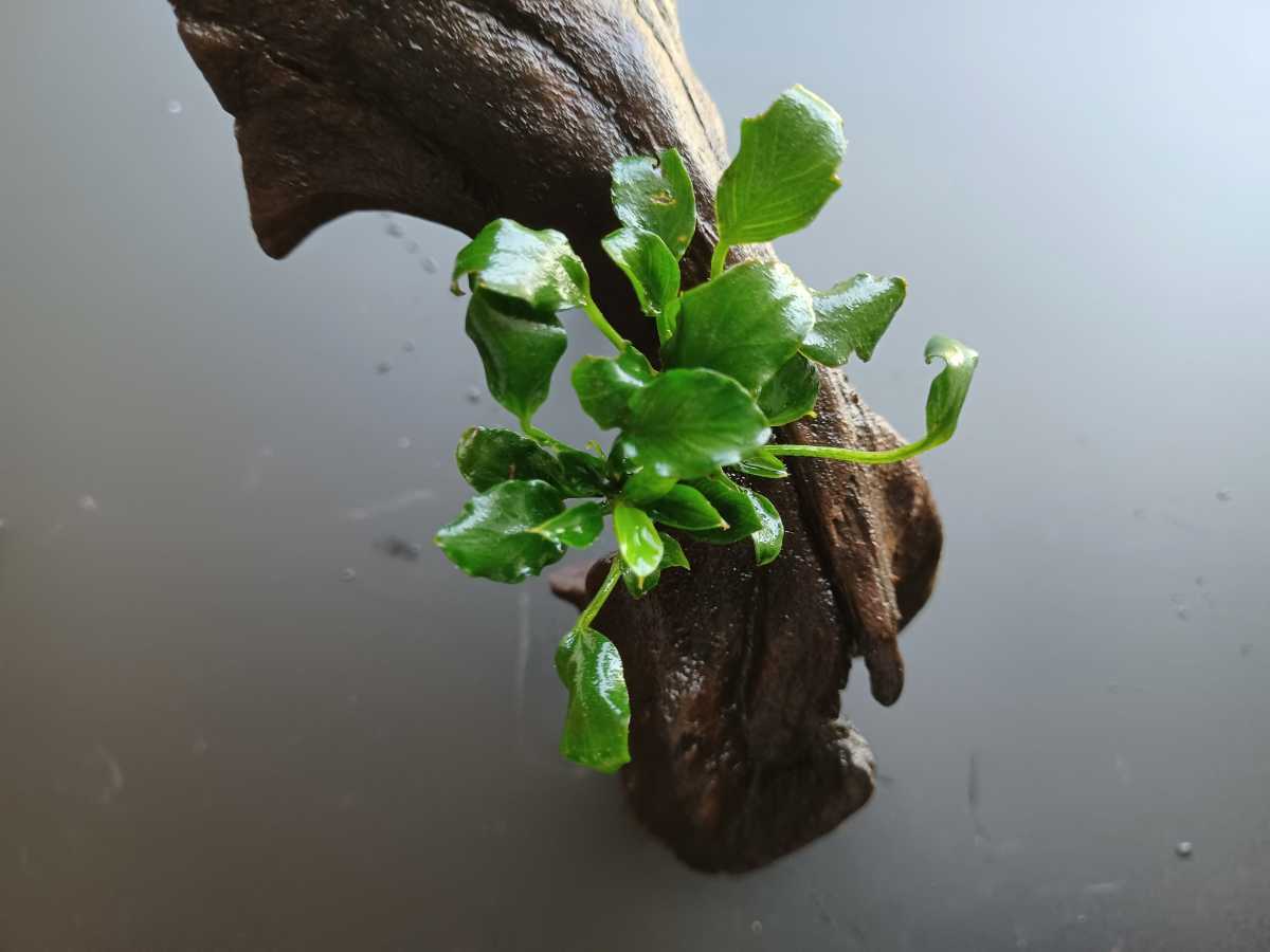 アヌビアスspキリン付流木 水草 無農薬 活着済 えび 金魚 めだか ベタ アクアリウム 水槽 レイアウト トンネル型 水槽装飾品 売買されたオークション情報 Yahooの商品情報をアーカイブ公開 オークファン Aucfan Com