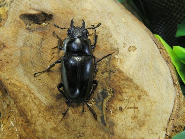 NO7 ギラファノコギリクワガタ ♂75ミリ♀40ミリ(Bali)・成虫・wD