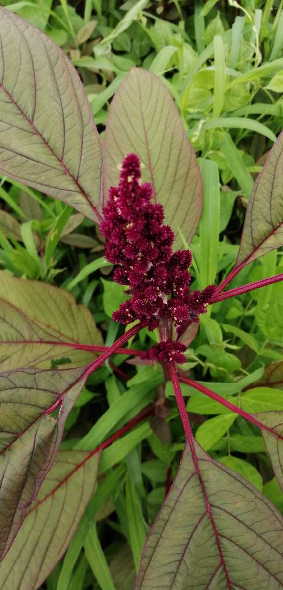 自然農 自家採種 アマランサスの種 ミックス カラフル レッドアマランサス グリーンアマランサス オレンジ 雑穀の種 家庭菜園 穀類 シリアル 売買されたオークション情報 Yahooの商品情報をアーカイブ公開 オークファン Aucfan Com