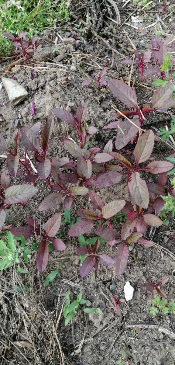 アマランサスの種 ミックス カラフル レッドアマランサス グリーンアマランサス オレンジ 雑穀の種 家庭菜園 販売