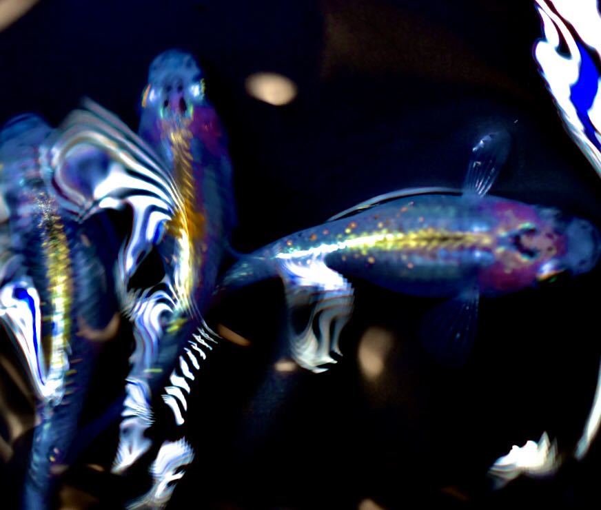 超極上 大 種親候補 夜桜体外光レインボー 有精卵10個 改良めだかサファイアサボテンサボラメメダカ三色紅白丹頂赤 水草 売買されたオークション情報 Yahooの商品情報をアーカイブ公開 オークファン Aucfan Com