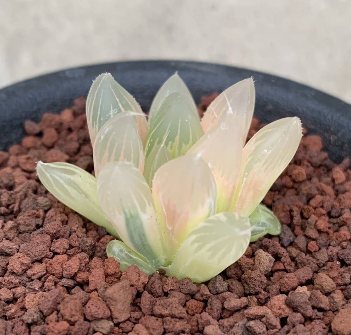 *.ブラックオブツーサ錦 大株 *.ハオルシア * ハオルチア * 多肉植物 * ≧∇≦）多肉植物 ハオルチア 巨大黒オブツーサ 黒ぶどう錦 2頭立て
