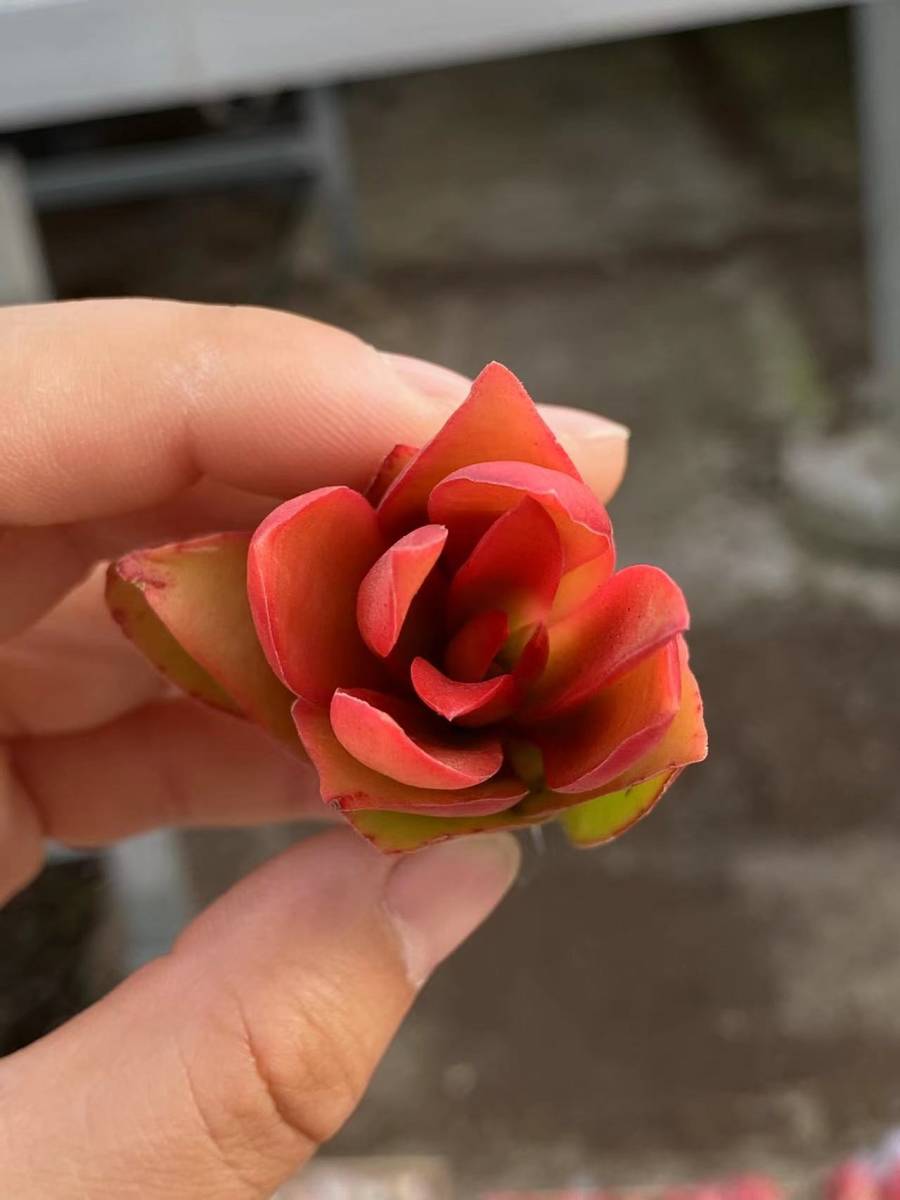 多肉植物 エケベリア クラッスラ キャンプファイヤー 25個 超美苗 サボテン 観葉植物 花 園芸 東京在庫 最短当日出荷 Kod87 サボテン 売買されたオークション情報 Yahooの商品情報をアーカイブ公開 オークファン Aucfan Com