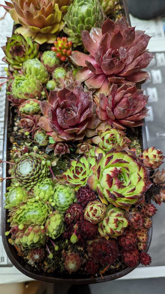 多肉植物センペルビウム 種類色々 カット苗 一部根付き 画像のうちのお好きな物一個 サボテン 売買されたオークション情報 Yahooの商品情報をアーカイブ公開 オークファン Aucfan Com