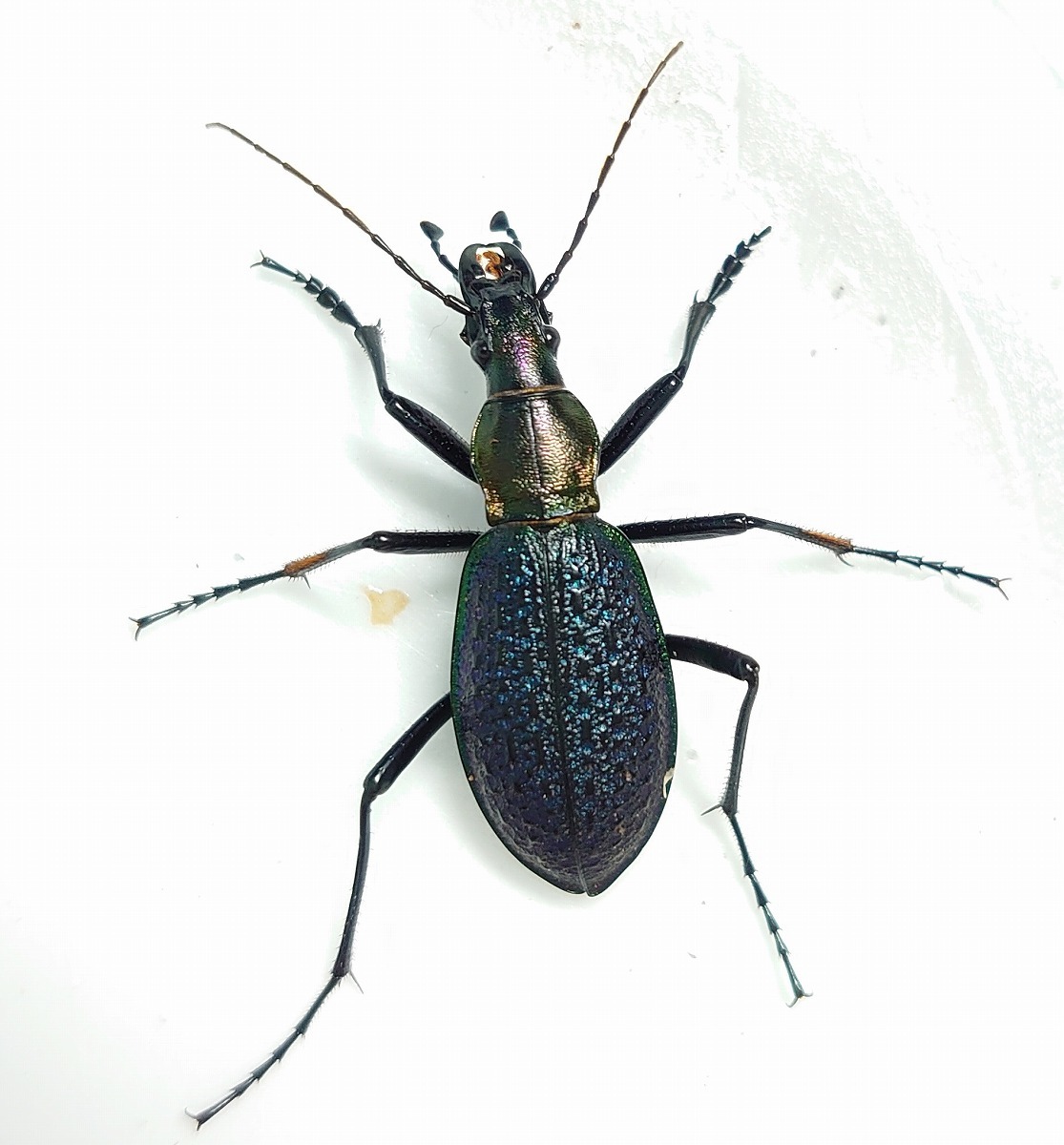②　賀老高原個体群?　オシマルリオサムシ　A-♂+B♀ペア