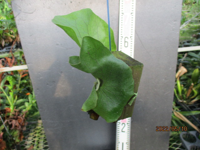 P(elephantotis×stemaria)Neptune分株ビカクシダ （1）