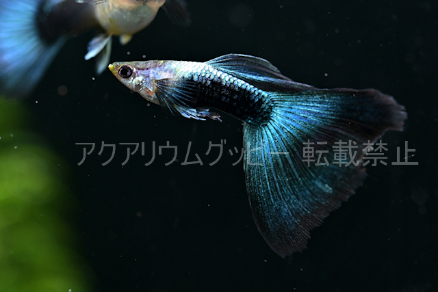 アクアリウムグッピー 現物販売17a 17b 27a 27b 発送日金曜日 シンガーブルーネオンタキシードスワロー 国産グッピー グッピー 売買されたオークション情報 Yahooの商品情報をアーカイブ公開 オークファン Aucfan Com