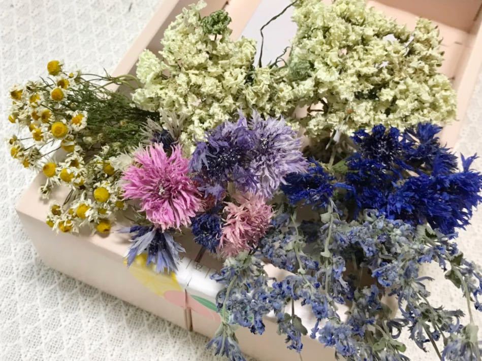 オルレア本 矢車草本 カモミール本 キャットミント本 ドライフラワー ハーバリウム 花材 一般 売買されたオークション情報 Yahooの商品情報をアーカイブ公開 オークファン Aucfan Com