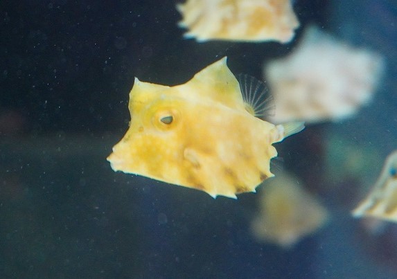 海水魚 フグ ラクダハコフグ Msサイズ 1匹 4 5cm サンプル画像 生体 海水魚 売買されたオークション情報 Yahooの商品情報をアーカイブ公開 オークファン Aucfan Com