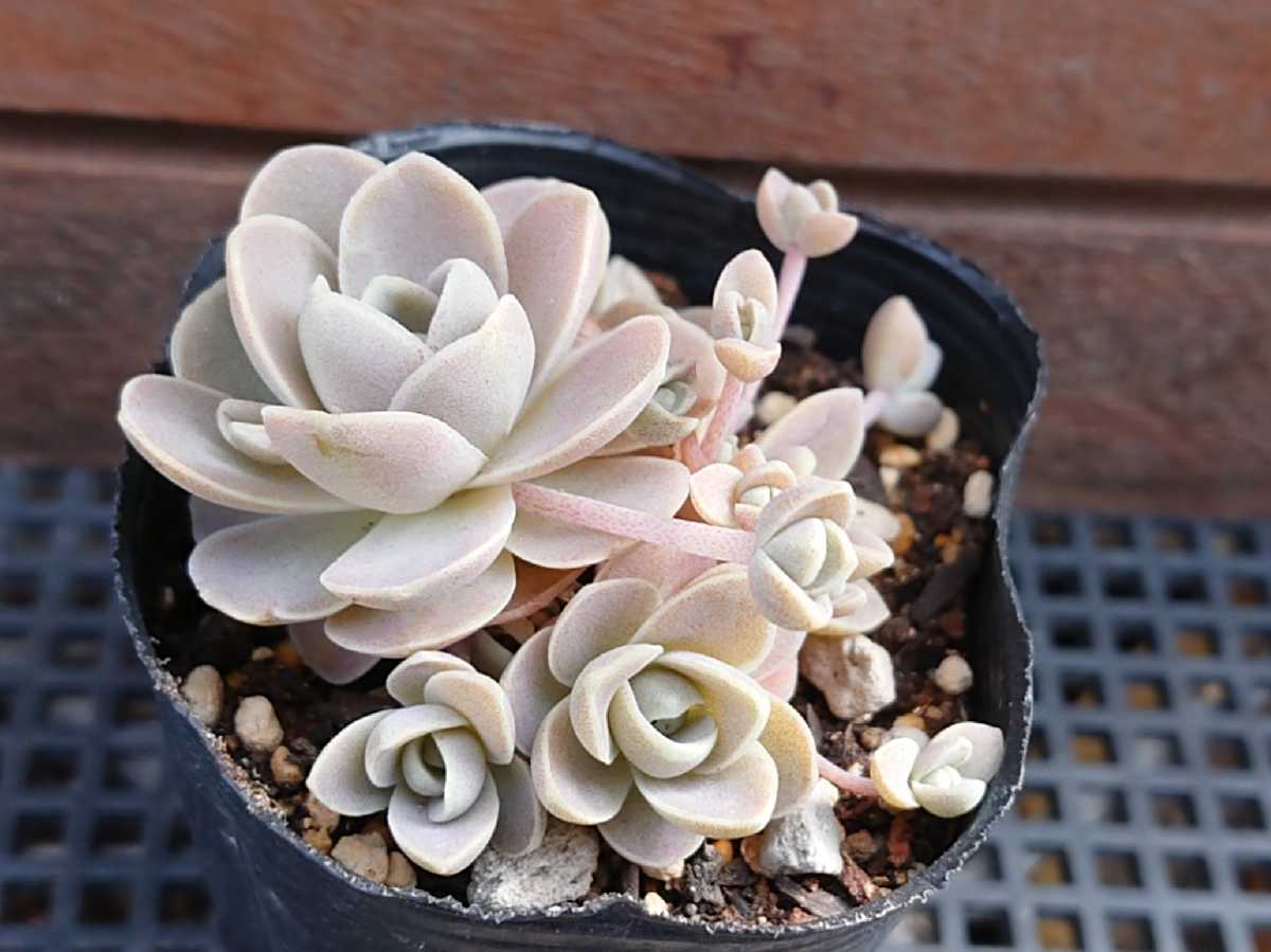 子持ち蓮華 多肉植物 オロスタキス 抜き苗 サボテン 売買されたオークション情報 Yahooの商品情報をアーカイブ公開 オークファン Aucfan Com