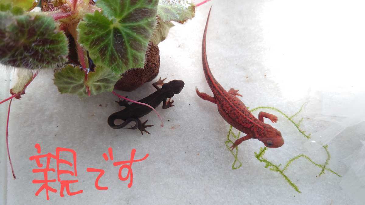 アカハライモリの卵 10個 イモリ サラマンダー 売買されたオークション情報 Yahooの商品情報をアーカイブ公開 オークファン Aucfan Com