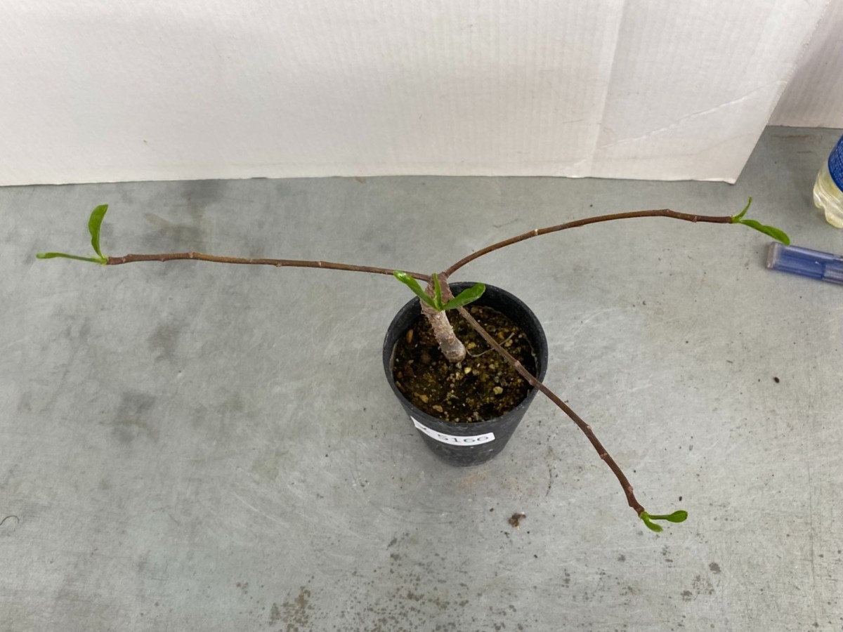 メ5166 実生 アダンソニア Sp バオバブ 種から発芽 発根 塊根植物 Adansonia 観葉植物 売買されたオークション情報 Yahooの商品情報をアーカイブ公開 オークファン Aucfan Com