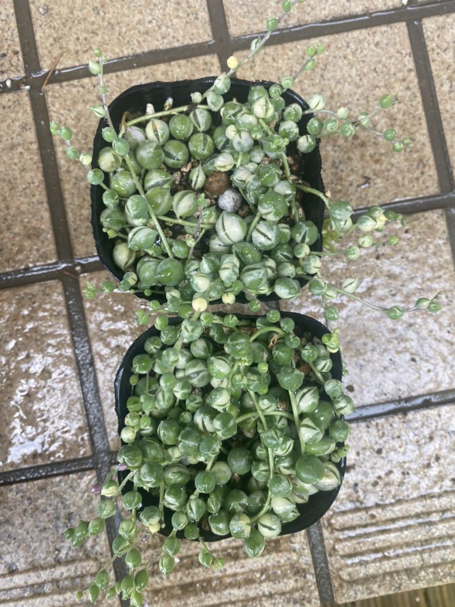 多肉植物 多肉 斑入り グリーンネックレス 錦 2ポッド セット 送料130円 観葉植物 売買されたオークション情報 Yahooの商品情報をアーカイブ公開 オークファン Aucfan Com