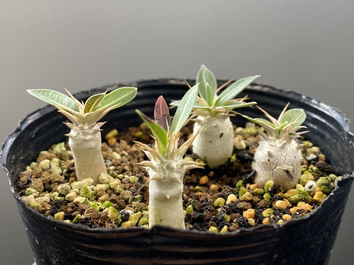 Co 801 パキポディウム Brevicaule Leucoxanthum 実生1鉢 輸入種子 サボテン 多肉植物 サボテン 売買されたオークション情報 Yahooの商品情報をアーカイブ公開 オークファン Aucfan Com Co 801 パキポディウム Brevicaule Leucoxanthum 実生1鉢 輸入種子 サボテン 多肉植物 サボテン 売買されたオークション情報 Yahooの商品情報をアーカイブ公開 オークファン Aucfan Com