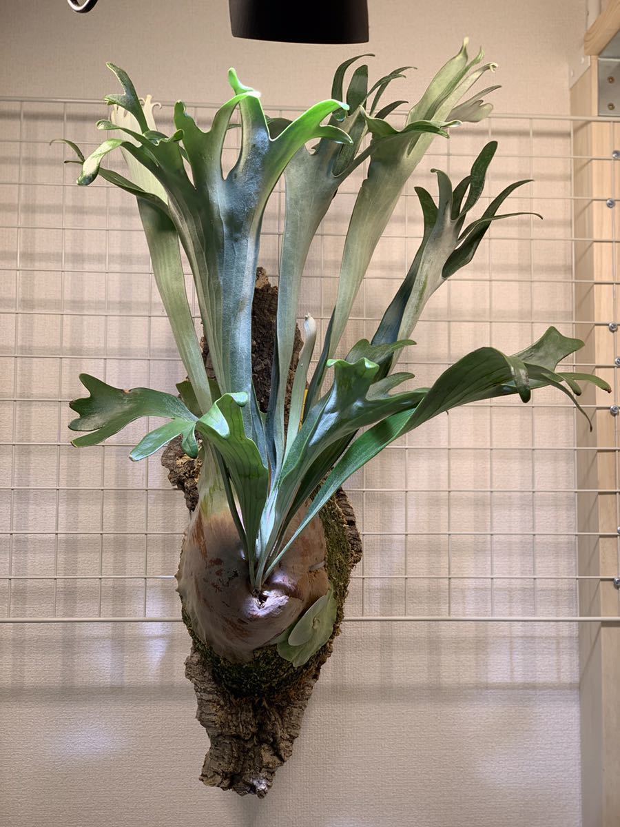 artPLANTsビカクシダ⁄Platycerium Spore Girl oasis Spore) 54