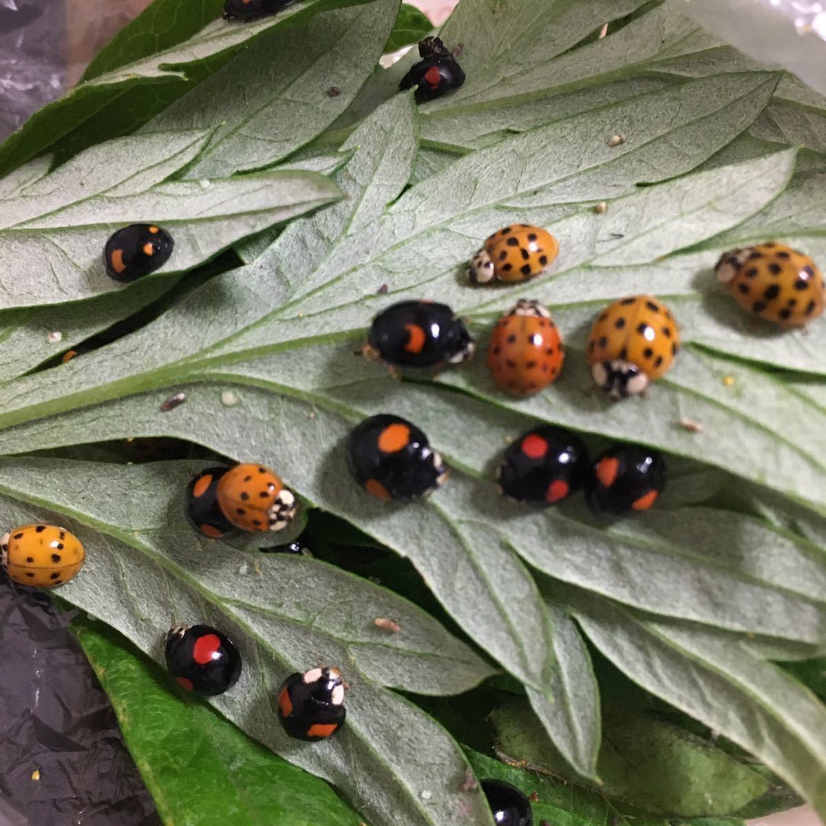 てんとうむし10匹 色々なてんとう虫ミックス テントウ虫 並星天道虫 その他 売買されたオークション情報 Yahooの商品情報をアーカイブ公開 オークファン Aucfan Com