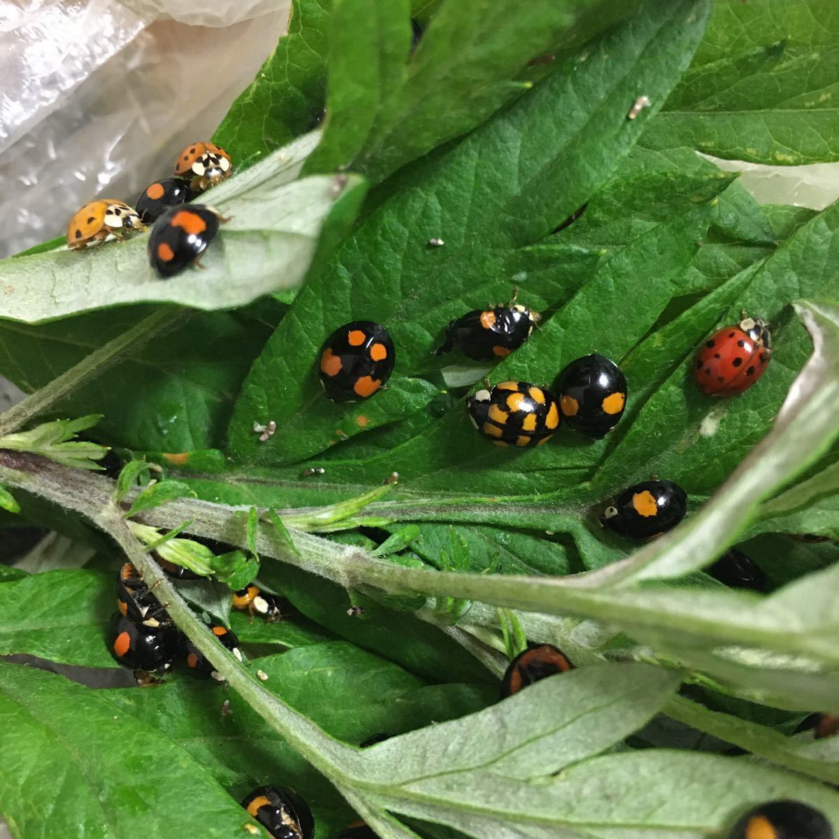 てんとうむし10匹 色々なてんとう虫ミックス テントウ虫 並星天道虫 その他 売買されたオークション情報 Yahooの商品情報をアーカイブ公開 オークファン Aucfan Com