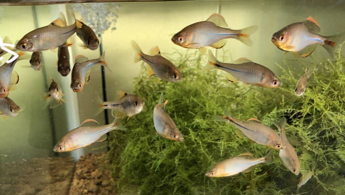 ゼニ タナゴ 2ペア 川魚 